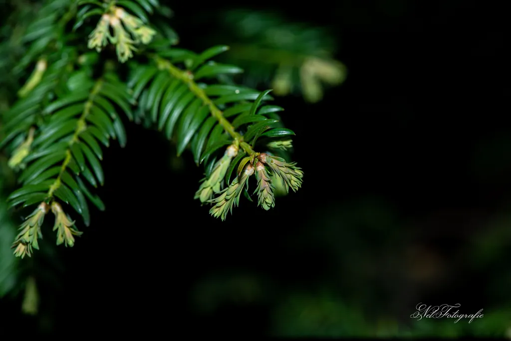 Macro 30.jpg